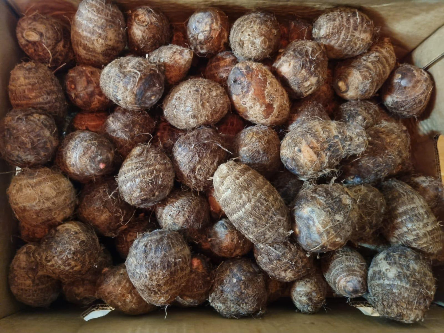 IGNAME carton de 18kg